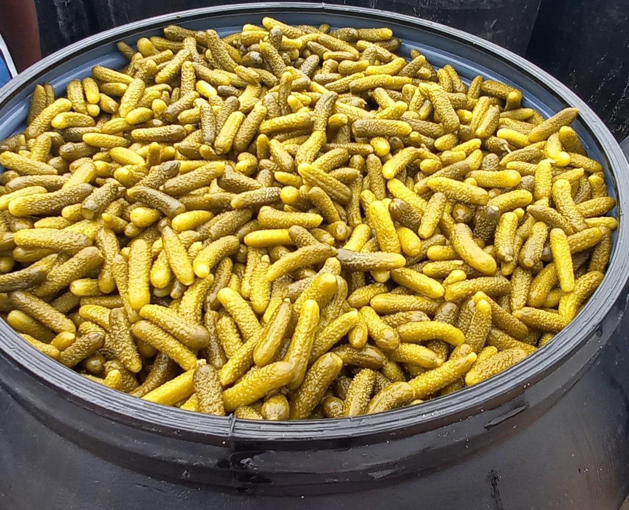 Indian gherkins exporters