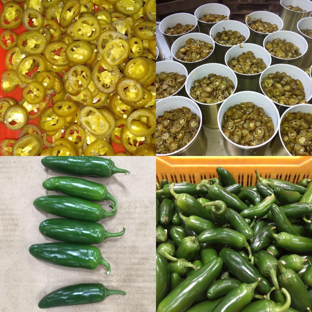 Green Chilli exporters in India